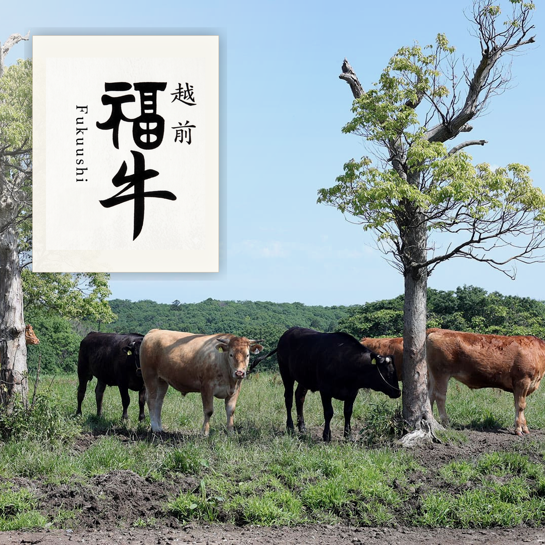 越前福牛（福井県産 褐毛和種 / あか牛）